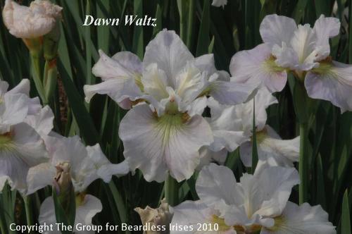 Dawn Waltz.7